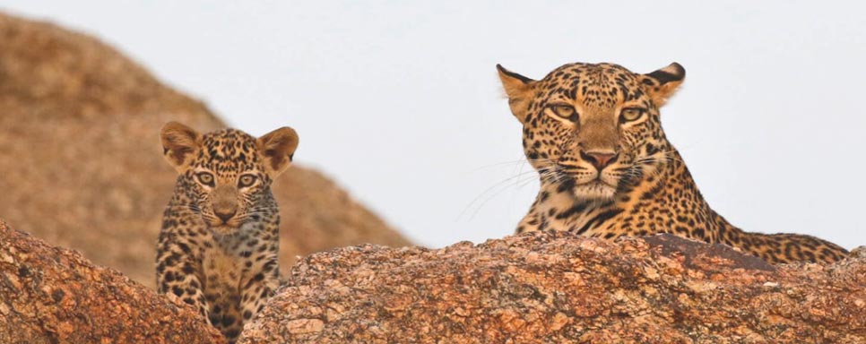 jawai leopard safari