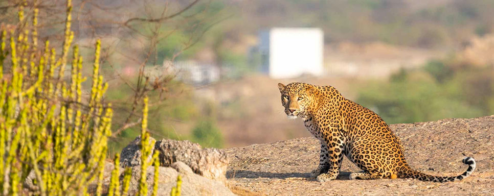 leopard safari