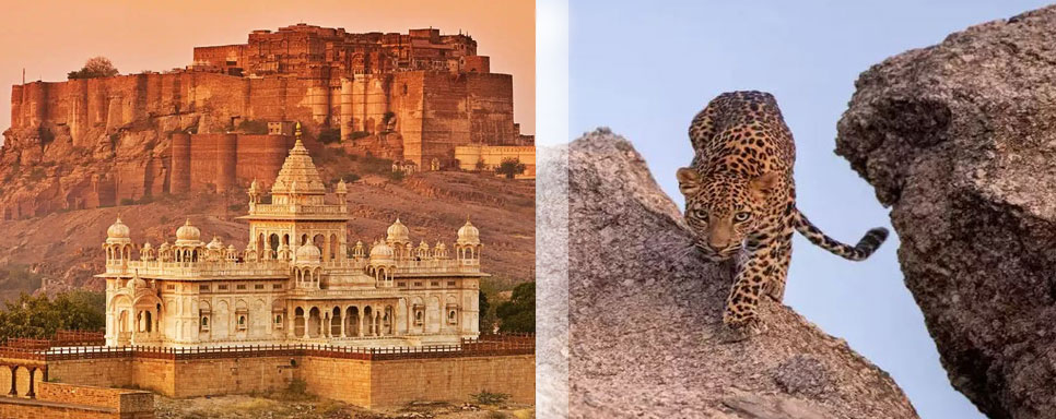 jawai and jodhpur tour