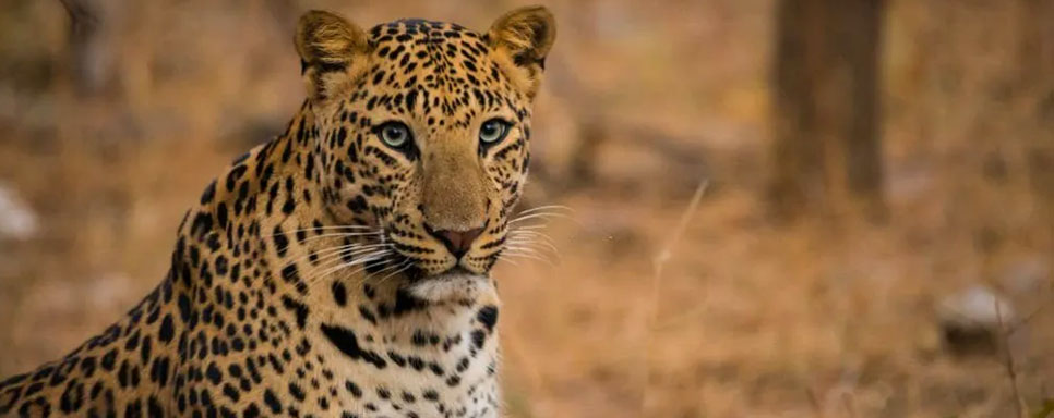 jawai leopard